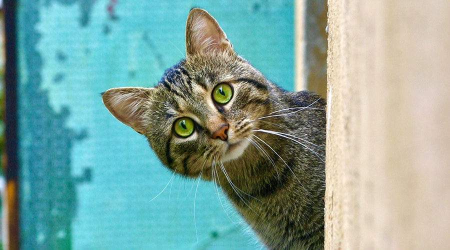Katzen spielen miteinander – nicht nur aus Jux und Tollerei