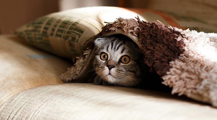 Katze spielt Verstecken