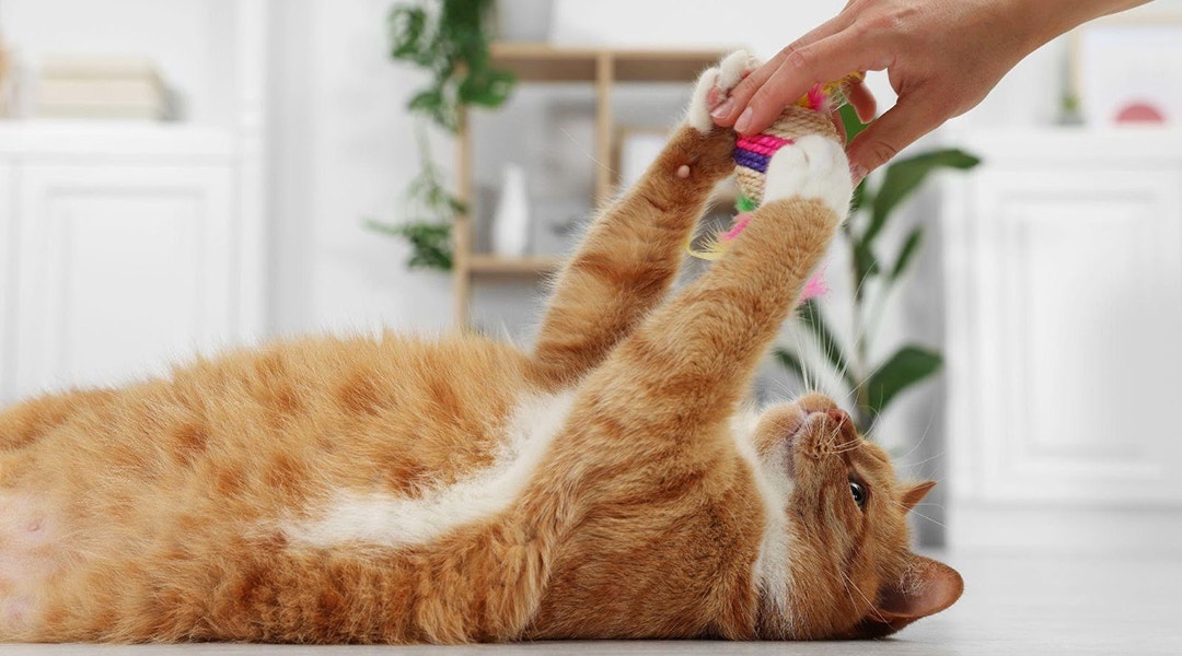 Frau spielt mit rothaariger Katze zu Hause