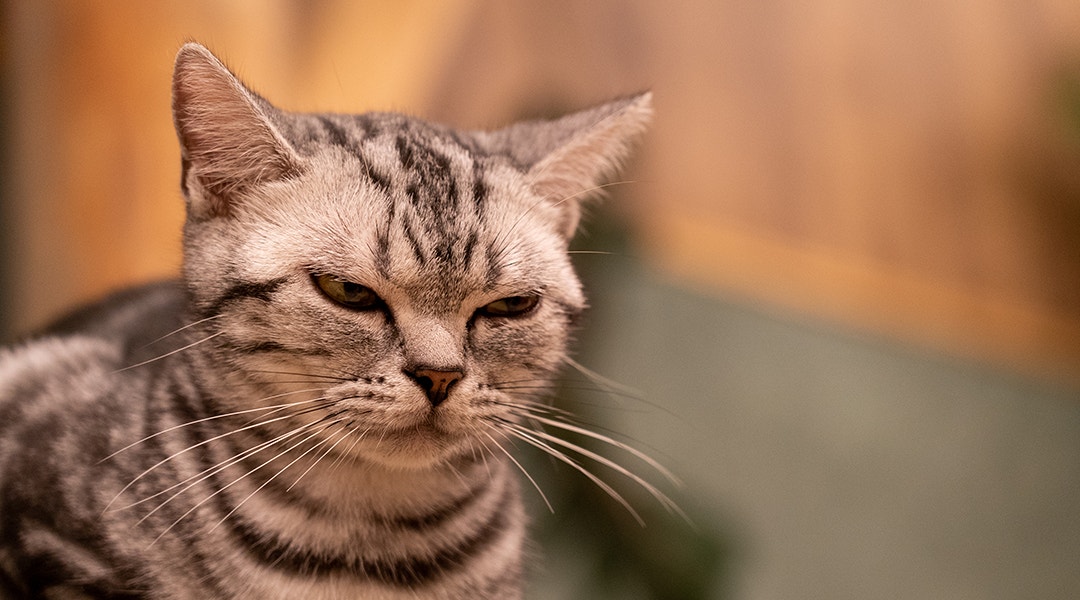 Eine American Shorthair starrt mich schlecht gelaunt von der Seite an.