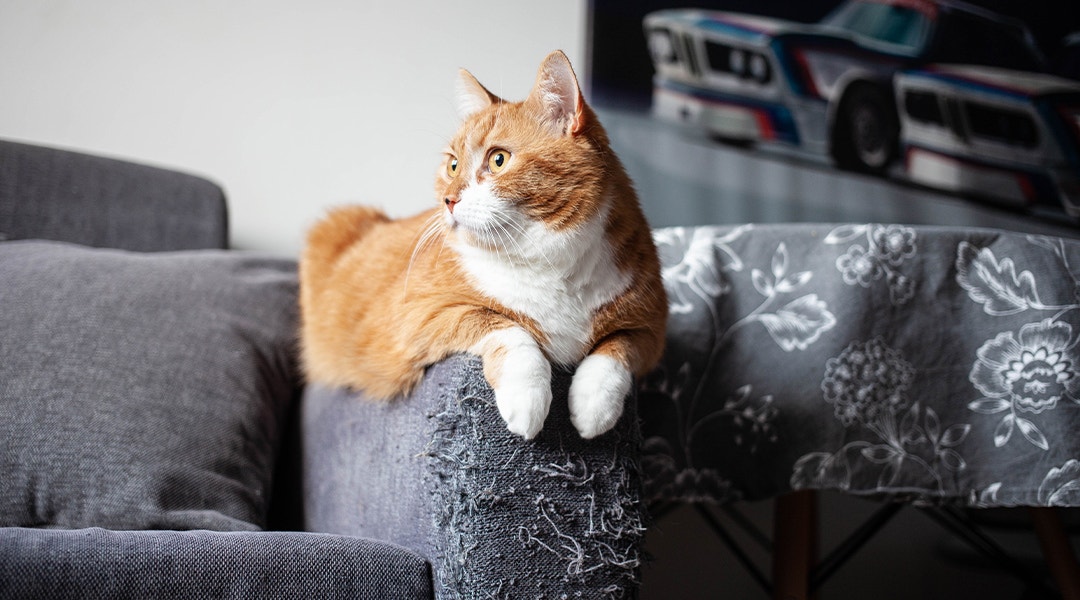 Rot getigerte Katze sitzt auf grauem, zerkratztem Sofa.