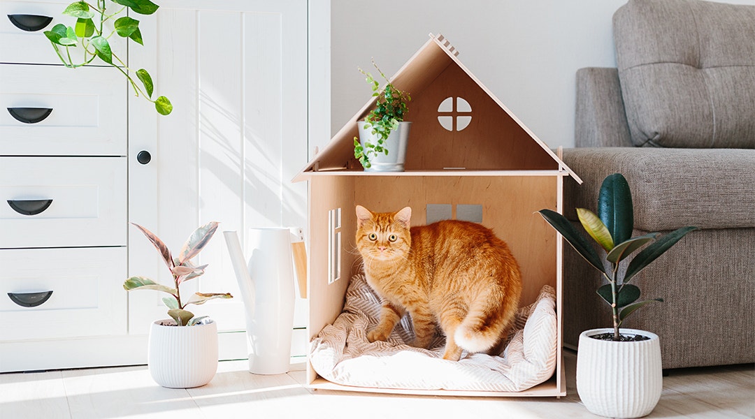 Rote Katze in einem Katzenhaus aus Holz im Wohnzimmer