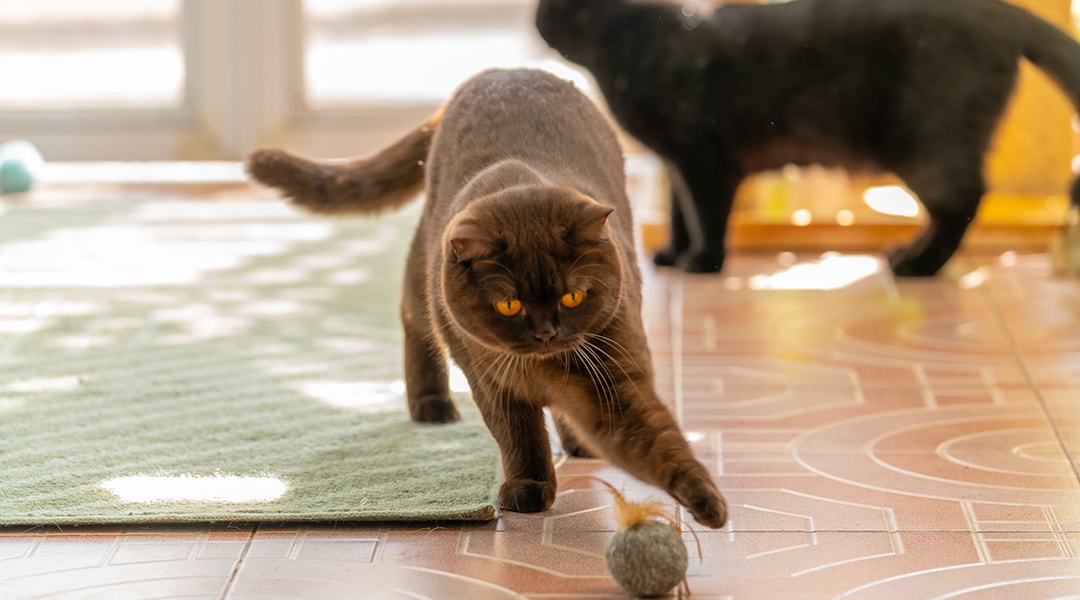 Braune Katze spielt mit einem Federball