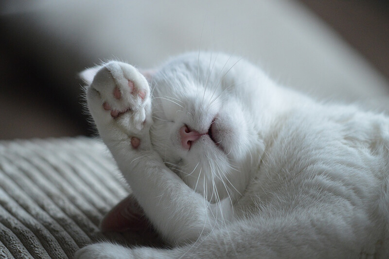 Eine weiße Katze schläft mit Pfoten über dem Gesicht.