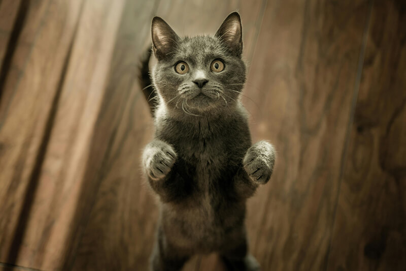 Eine graue Katze mit großen Augen steht auf den Hinterbeinen.