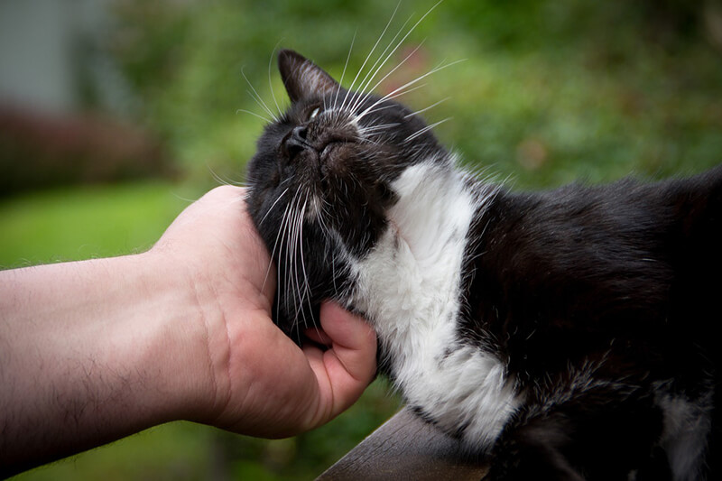 Eine Hand streichelt eine zufriedene schwarz-weiße Katze.