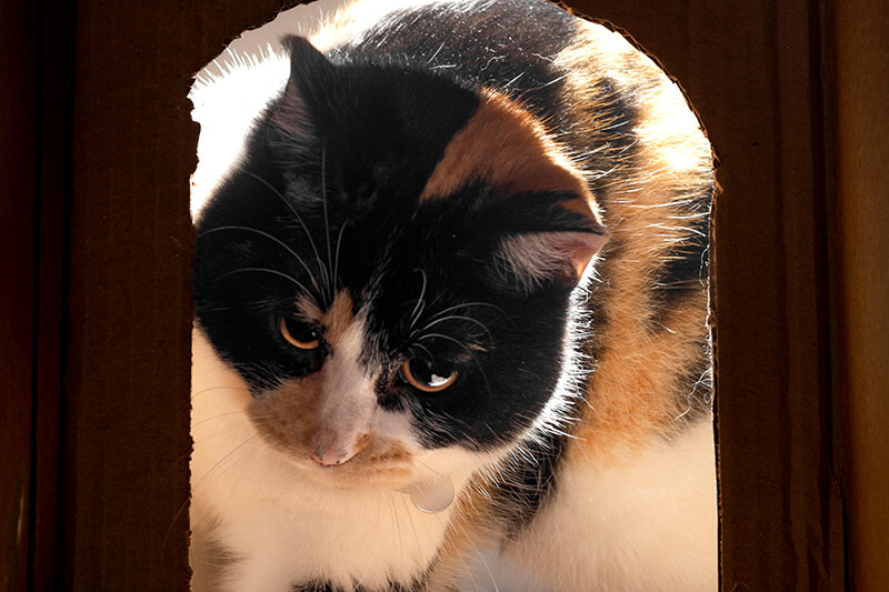 Man sieht eine Katze, die mit einem Karton spielt