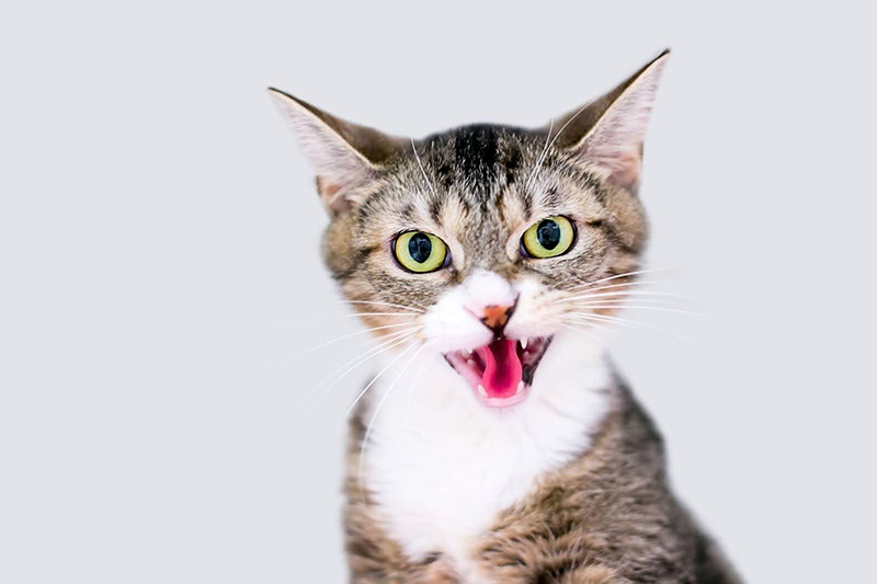 Kätzchen mit geweiteten Pupillen und zischend geöffnetem Mund