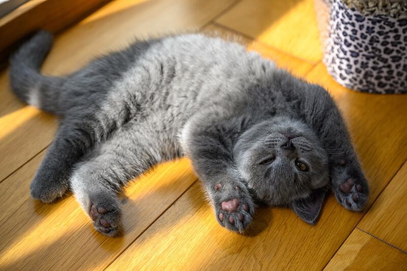 Katze in Rückenlage mit gestreckten Pfoten