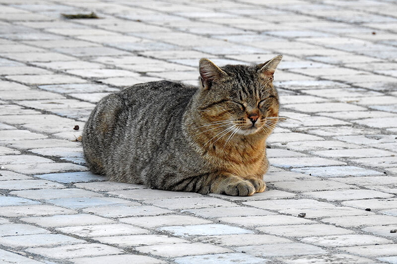 Getigerte Katze, die in der Sphinx-Position mit geschlossenen Augen auf gepflastertem Boden liegt