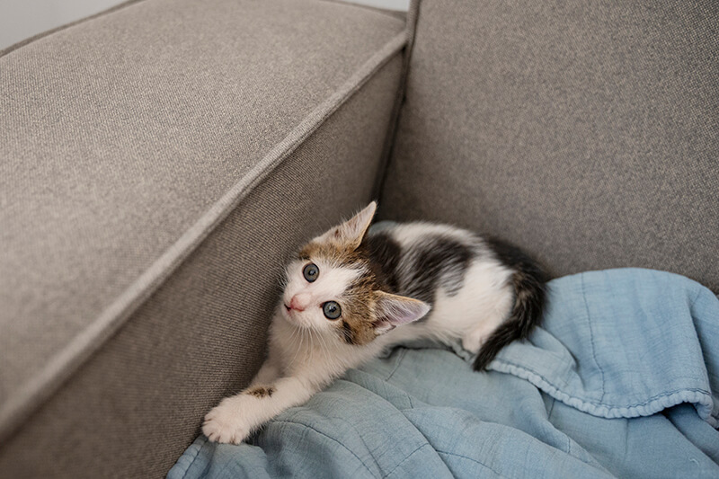 Babykatze liegt auf dem Sofa auf einer Unterlage und blickt leicht ängstlich mit weit geöffneten Pupillen in die Kamera
