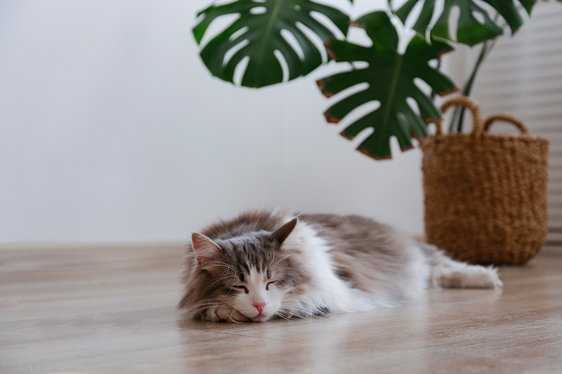 Eine Katze, die zu Hause auf dem Boden schläft.