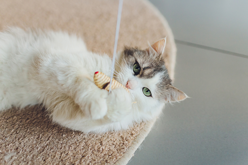 Bengalkatze streckt ihre Pfote aus