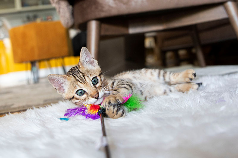 Junge Katze spielt auf dem Boden liegend mit einem Federspielzeug.