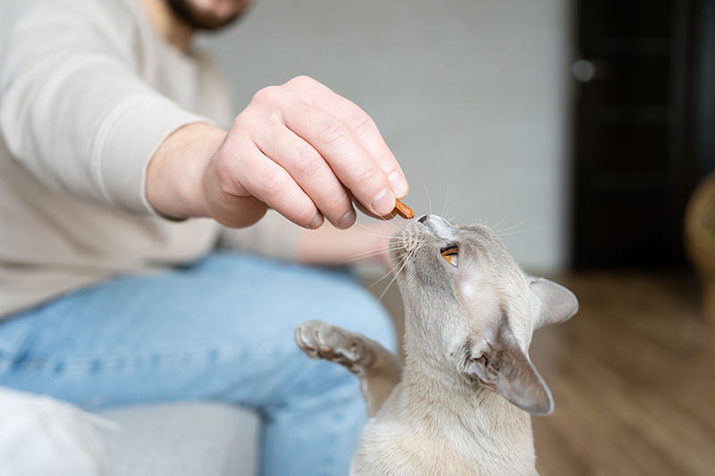Graue Katze erhält ein Leckerli