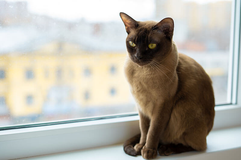Burma-Katze sitzt an einem Fenster