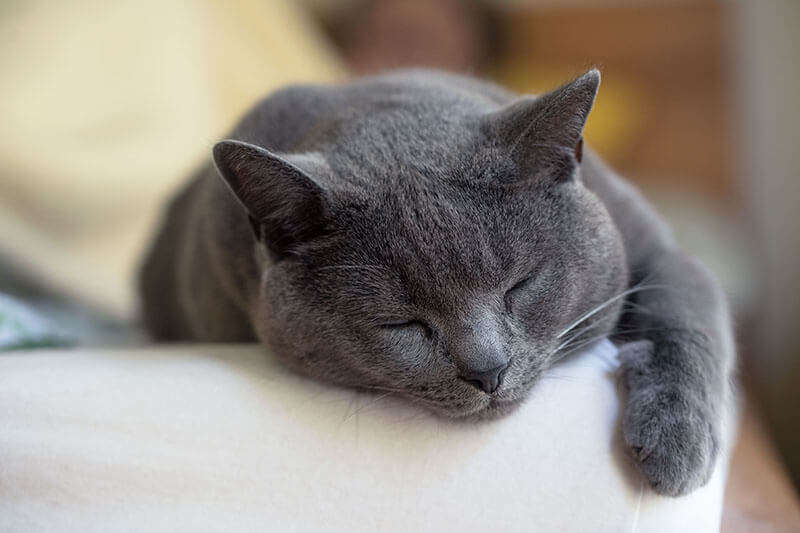 Chartreux-Katze macht ein süßes Nickerchen auf dem Bett.