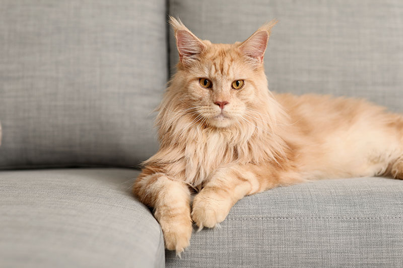 Süße Maine Coon Katze auf grauem Sofa im Wohnzimmer