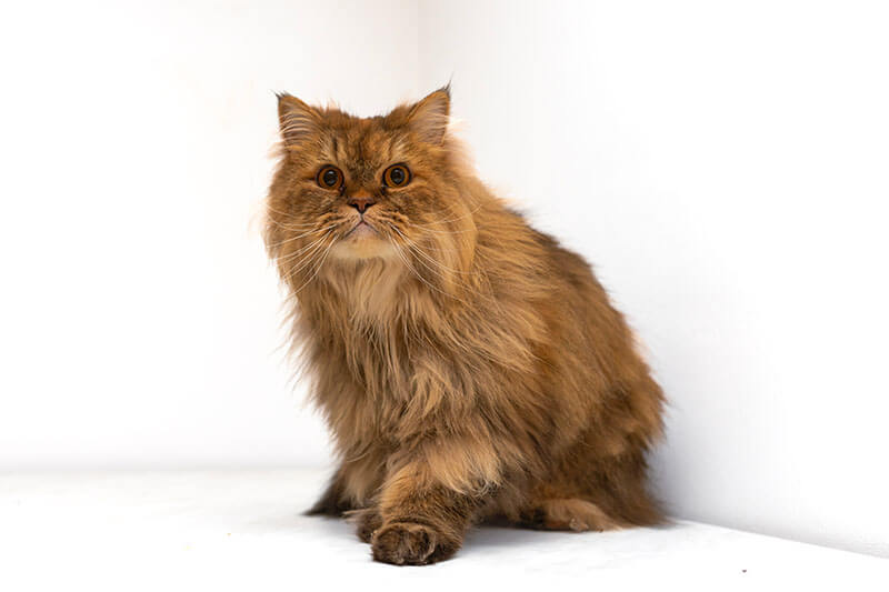 Eine langhaarige Perserkatze mit auffälligem orangefarbenem Fell und bernsteinfarbenen Augen