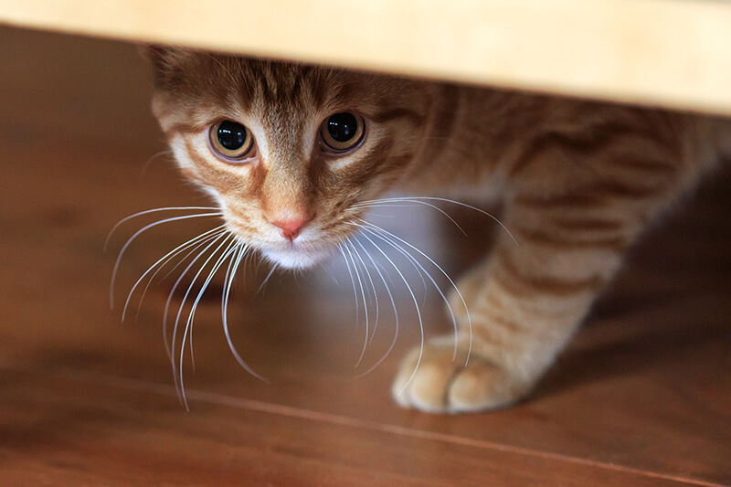 Rotgetigerte Katze blickt vorsichtig aus ihrem Versteck hervor.