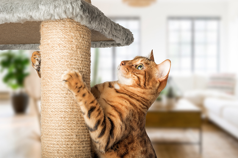 Katzenkratzbaum selber bauen: Werkzeuge und Materialien